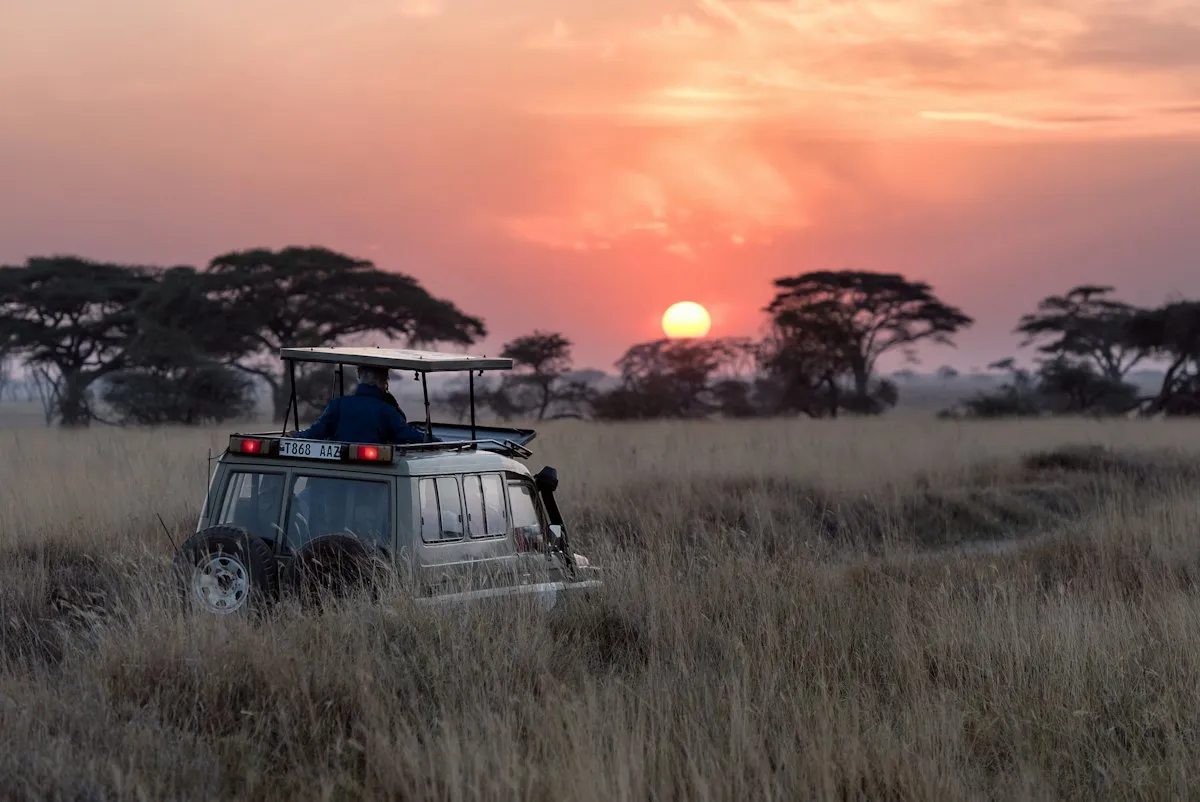 Elefantes na savana ao entardecer